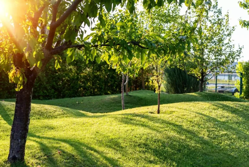 Projeto de Jardim em Prosperidade foto 5